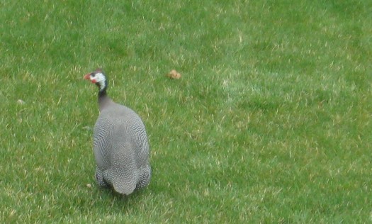 turkey turkey